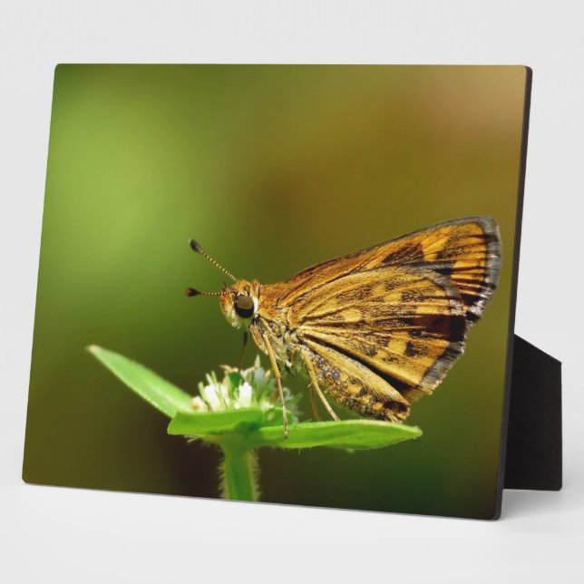 Plaque Photo Papillon Tamil Grass Dart avec Arrière - plan Boke (Côté)