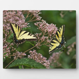 Plaque Photo Papillons à queue de tigre sur Joe Pye Weed