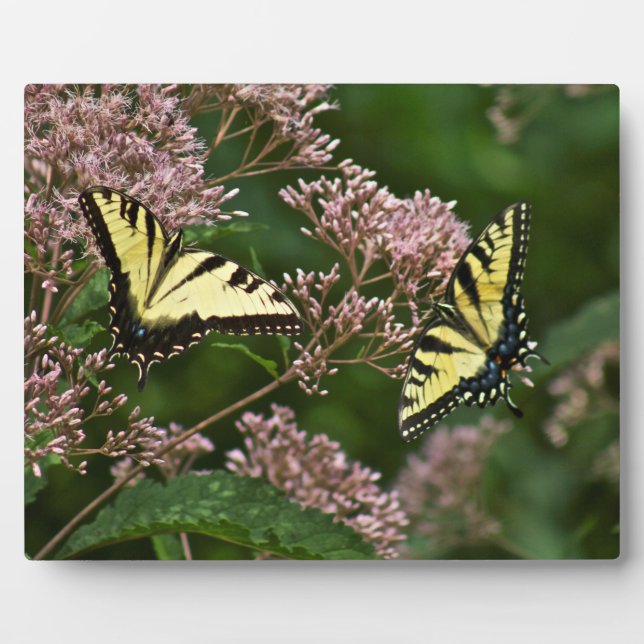 Plaque Photo Papillons à queue de tigre sur Joe Pye Weed (Devant)