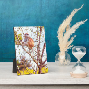 Plaque Photo Patas est au sommet d'un arbre