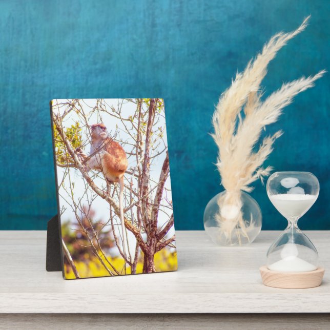 Plaque Photo Patas est au sommet d'un arbre (Côté)