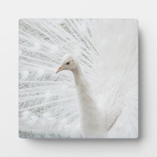 Plaque Photo Peacock blanc belles plumes