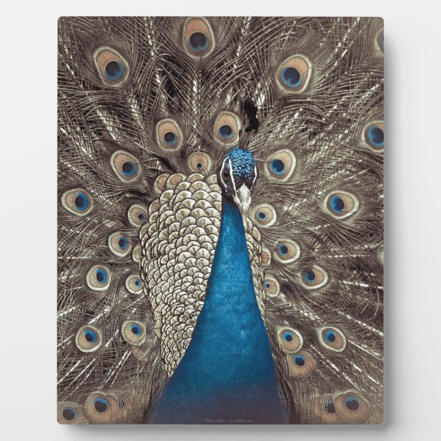 Plaque Photo Peacock bleu antique (Devant)