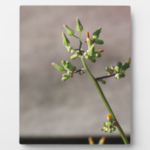 Plaque Photo Petits boutons de fleurs