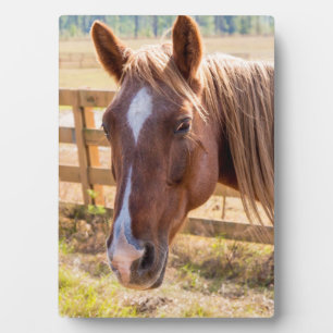 Plaque Photo Photo d'un cheval au soleil sur une ferme
