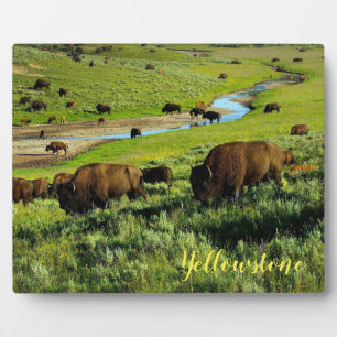 Plaque Photo Photo Plaque-Buffles de Yellowstone