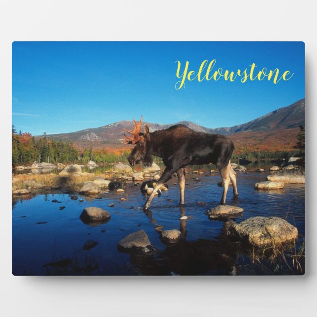 Plaque Photo Photo Plaque-Moose de Yellowstone (Devant)