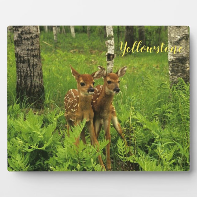 Plaque Photo Photo Plaque-Yellowstone Baby Deer (Devant)