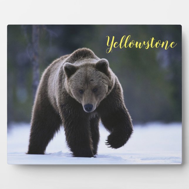 Plaque Photo Photo Plaque-Yellowstone Ours (Devant)