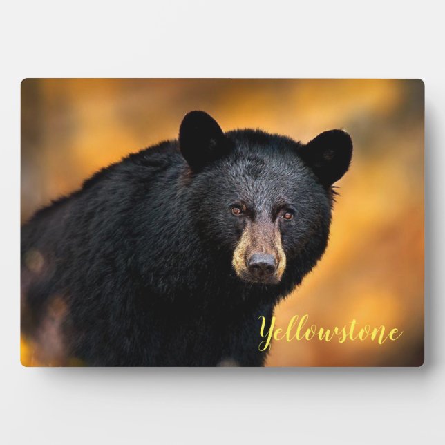Plaque Photo Photo Plaque-Yellowstone Ours noir (Devant)