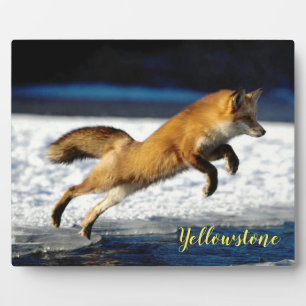 Plaque Photo Photo Plaque-Yellowstone Red Fox