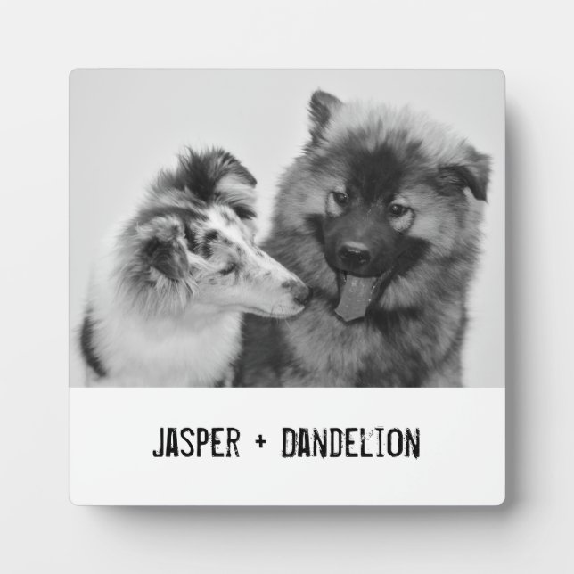 Plaque Photo Photo simple, moderne personnalisée pour animaux d (Devant)