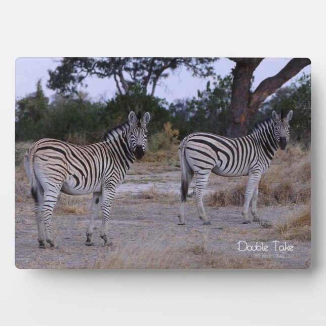 Plaque Photo Photo Zebra Double Take (Devant)