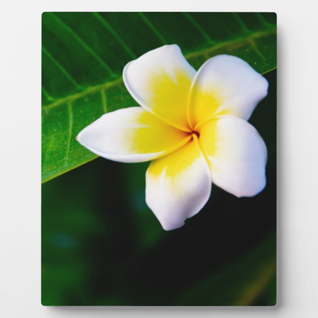 Plaque Photo Photographie de fleurs de plumeria (Devant)