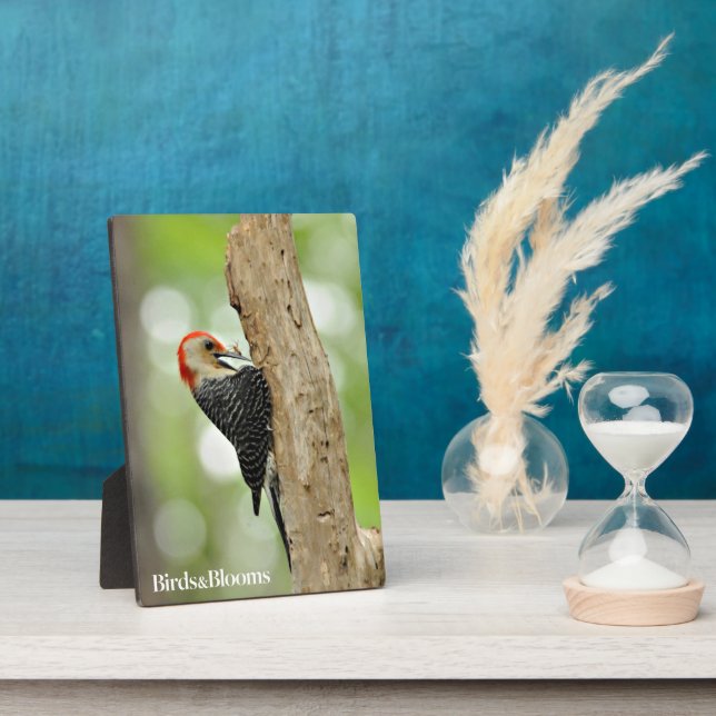 Plaque Photo Pic à ventre rouge (Côté)