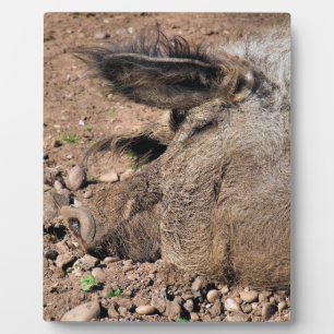 PLAQUE PHOTO PIG