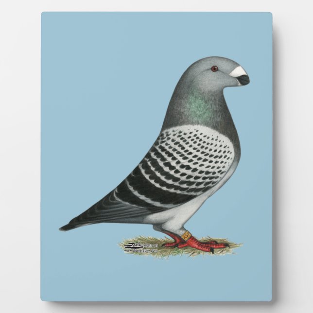 Plaque Photo Pigeon Show Racer Blue Checker (Devant)