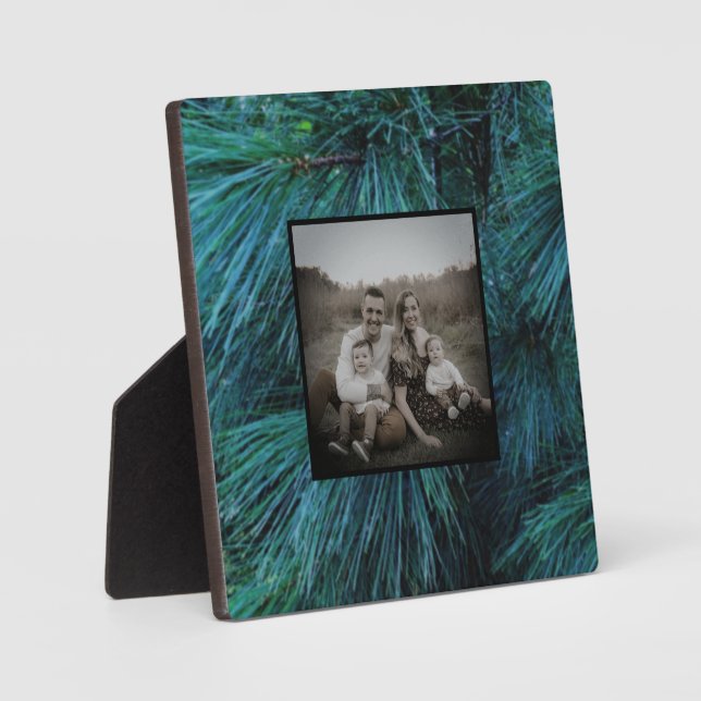 Plaque Photo Pin rustique pin pinède vert à feuillage persistan (Recto)