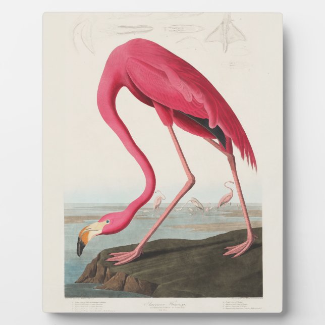 Plaque Photo Pink Flamingo by John Audubon (Devant)