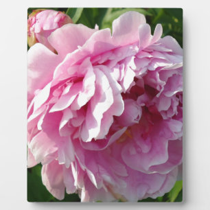 Plaque Photo Pink Peony photo cottage ferme jardin fleuri