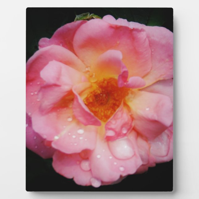 Plaque Photo Pink Rose w/ Dew Drops Black Background (Devant)