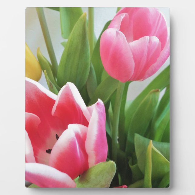 Plaque Photo Pink Tulips, Floral Spring Bouquet, Flowers (Devant)