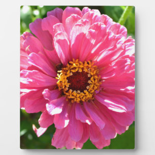 Plaque Photo Pink Zinnia