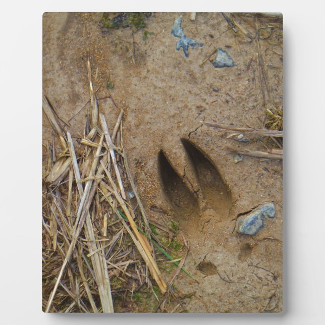 Plaque Photo piste de cerfs (Devant)