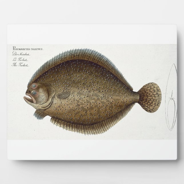 Plaque Photo Plate de turbot (Pleuronectes Maximus) XLIX de 'Ic (Devant)