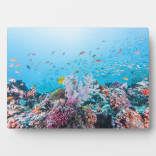 Plaque Photo Plongée Avec Barrière Colorée Et Corail