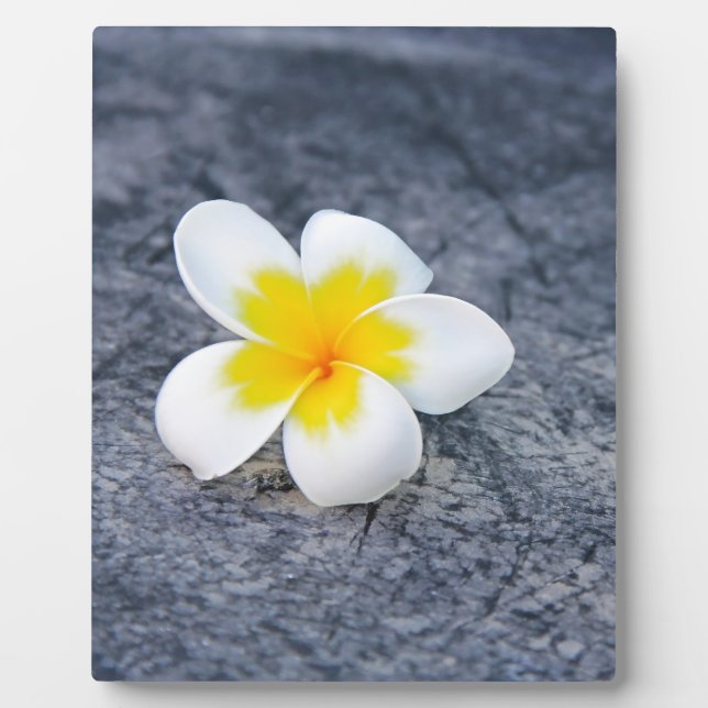 Plaque Photo Plumerias (Devant)
