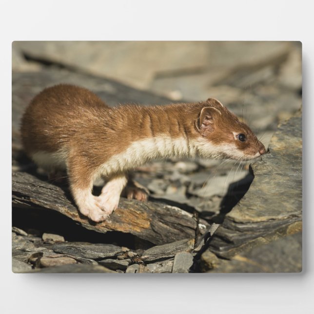 Plaque Photo Poil de musculation (Devant)