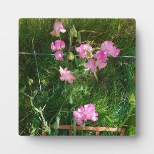 Plaque Photo Pois doux rose