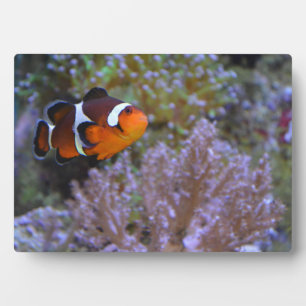 Plaque Photo Poisson clown Mer Anémone Corail La photographie d
