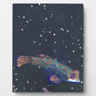 Plaque Photo Poisson exotique rare