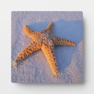 Plaque Photo Poisson Sur Sable Blanc