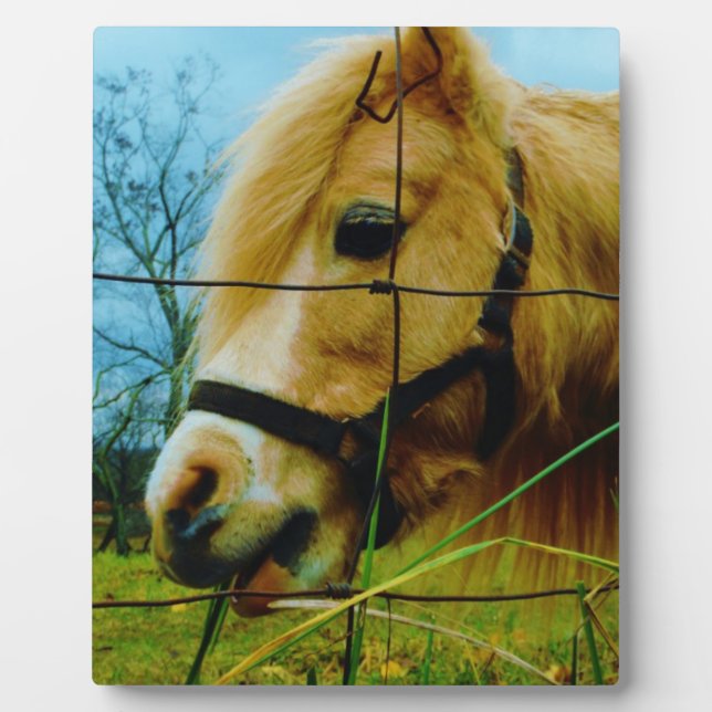 Plaque Photo Pony miniature blond / Cheval Ciel bleu (Devant)