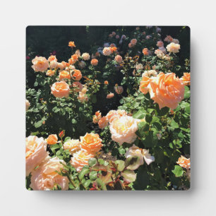 Plaque Photo Portland Rose Garden