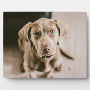 Plaque Photo Portrait de chien