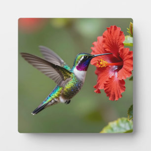 Plaque Photo Portrait de fleur d'hibiscus au colibri iridescent