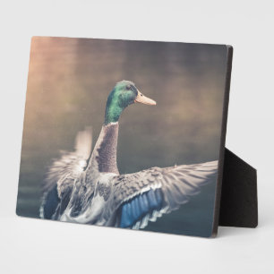 Plaque Photo Poster photo de Duck Nature
