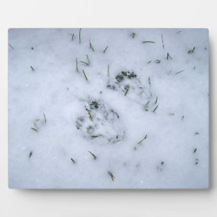 Plaque Photo Posters de animaux dans la neige