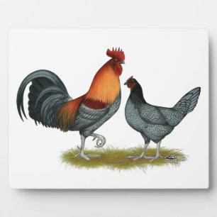 Plaque Photo Poule bleue du Delaware