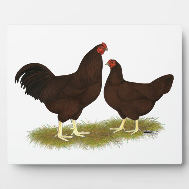 Plaque Photo Poules Buckeye (Devant)