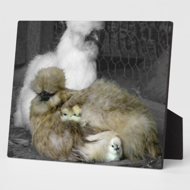 Plaque Photo Poules de Silkie avec poules Pékin hors des plumes (Côté)