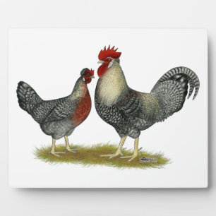 Plaque Photo Poulets Legbar à la crème