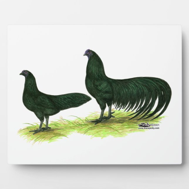 Plaque Photo Poulets noirs de Sumatra (Devant)