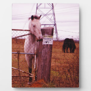 Plaque Photo Propriété privée lavender Horse