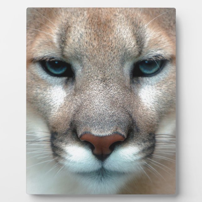 PLAQUE PHOTO PUMA MAGNIFIQUE (Devant)