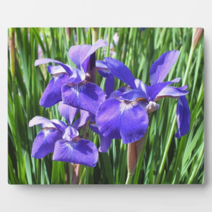 Plaque photo Purple Irises